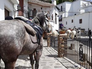 randonnée à cheval Espagne Andalousie photo 1