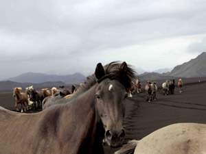randonnée à cheval Islande Sud photo 3