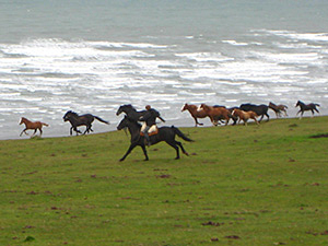 randonnée à cheval Argentine  Terre de Feu photo 2