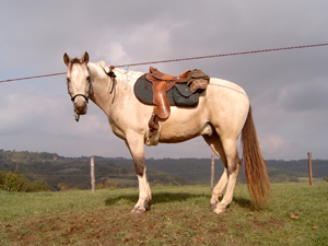 randonnée à cheval France Auvergne-Rhône-Alpes photo 2