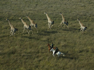 randonnée à cheval Botswana Okavango photo 2