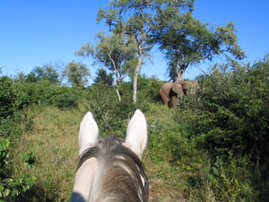 randonnée à cheval Botswana Okavango photo 4