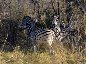 randonnée à cheval Botswana Okavango photo 4