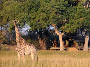 randonnée à cheval Botswana Okavango photo 4