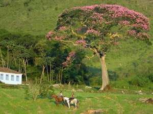 randonnée à cheval Brésil Minas Gerais photo 5