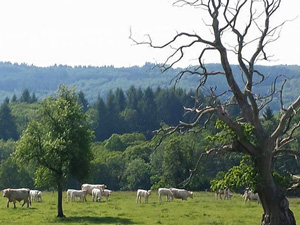 randonnée à cheval France Bourgogne photo 3