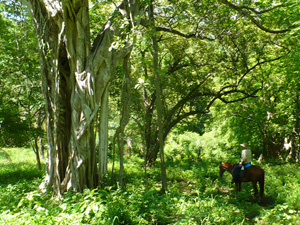randonnée à cheval Costa Rica  photo 2