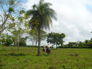 randonnée à cheval Costa Rica  photo 4