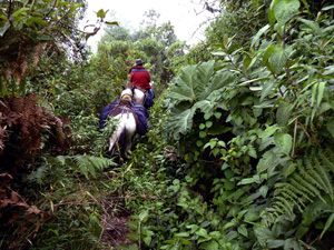 randonnée à cheval Equateur Cotopaxi photo 2