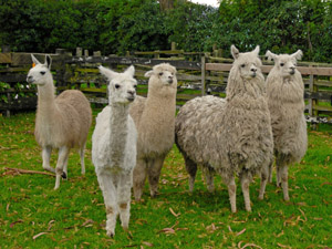 randonnée à cheval Equateur Cotopaxi photo 5