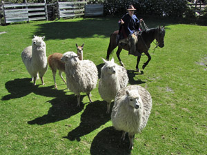 randonnée à cheval Equateur Cotopaxi photo 3