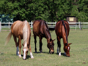 randonnée à cheval Hongrie Csongrad photo 5