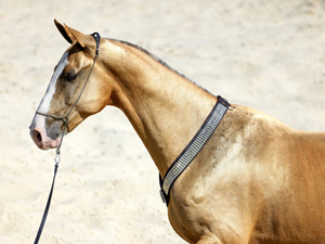 randonnée à cheval hongrie csongrad les akhal-tékés d'emese
