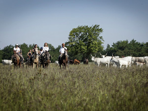 randonnée à cheval Hongrie Csongrad photo 4