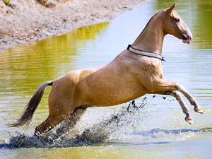 randonnée à cheval hongrie bacs-kiskun de la tisza au danube