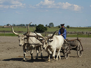 randonnée à cheval Hongrie Bacs-Kiskun photo 3