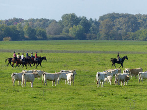 randonnée à cheval Hongrie Csongrad photo 3