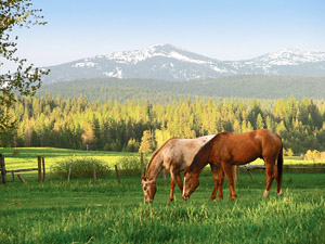 randonnée à cheval Etats-Unis Idaho photo 1