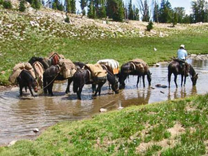randonnée à cheval Etats-Unis Idaho photo 4