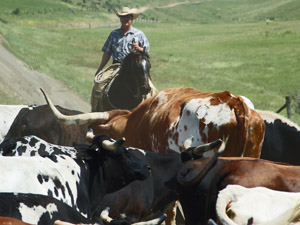 randonnée à cheval Etats-Unis Idaho photo 1