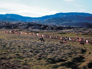 randonnée à cheval Islande Sud-ouest photo 2