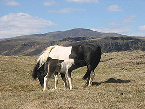 randonnée à cheval Islande Sud-ouest photo 4