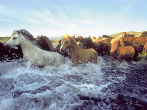 randonnée à cheval Islande Sud-ouest photo 2