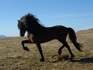 randonnée à cheval Islande Sud-ouest photo 6