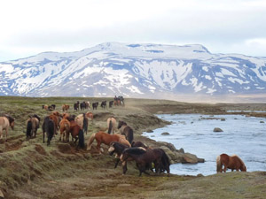 randonnée à cheval Islande Centre photo 4