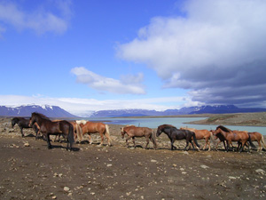 randonnée à cheval Islande Centre photo 6