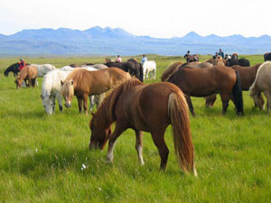 randonnée à cheval Islande Centre photo 3