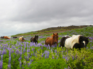 randonnée à cheval Islande Sud-ouest photo 4