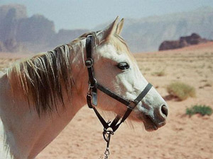 randonnée à cheval Jordanie Wadi Rum photo 7