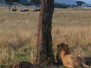 randonnée à cheval Kenya Sud-Ouest photo 2