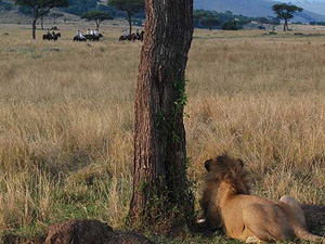 randonnée à cheval Kenya Sud-Ouest photo 2