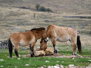 randonnée à cheval France Occitanie photo 3