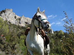randonnée à cheval France Occitanie photo 2