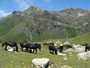 randonnée à cheval France Occitanie photo 3