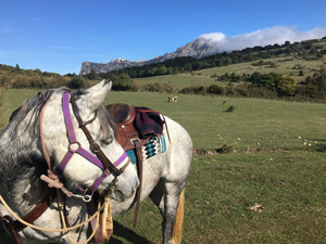 randonnée à cheval France Occitanie photo 5