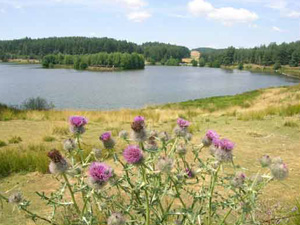 randonnée à cheval France Occitanie photo 5