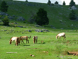 randonnée à cheval France Occitanie photo 5