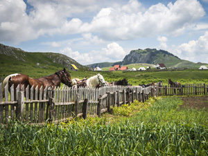 randonnée à cheval Monténégro Kolasin photo 4