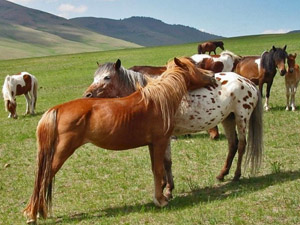 randonnée à cheval Mongolie Khentij photo 5