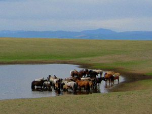 randonnée à cheval Mongolie Khentij photo 6