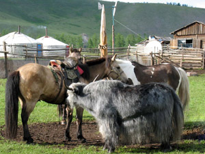 randonnée à cheval Mongolie Centre & Nord photo 3