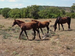 randonnée à cheval France Occitanie photo 2