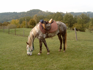 randonnée à cheval France Occitanie photo 2