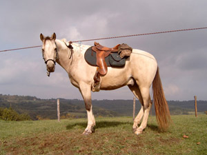 randonnée à cheval France Occitanie photo 4