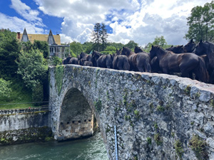 randonnée à cheval France Occitanie photo 1