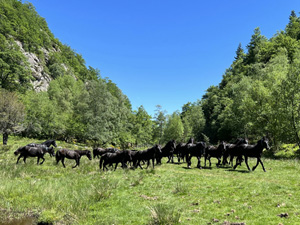 randonnée à cheval France Occitanie photo 3